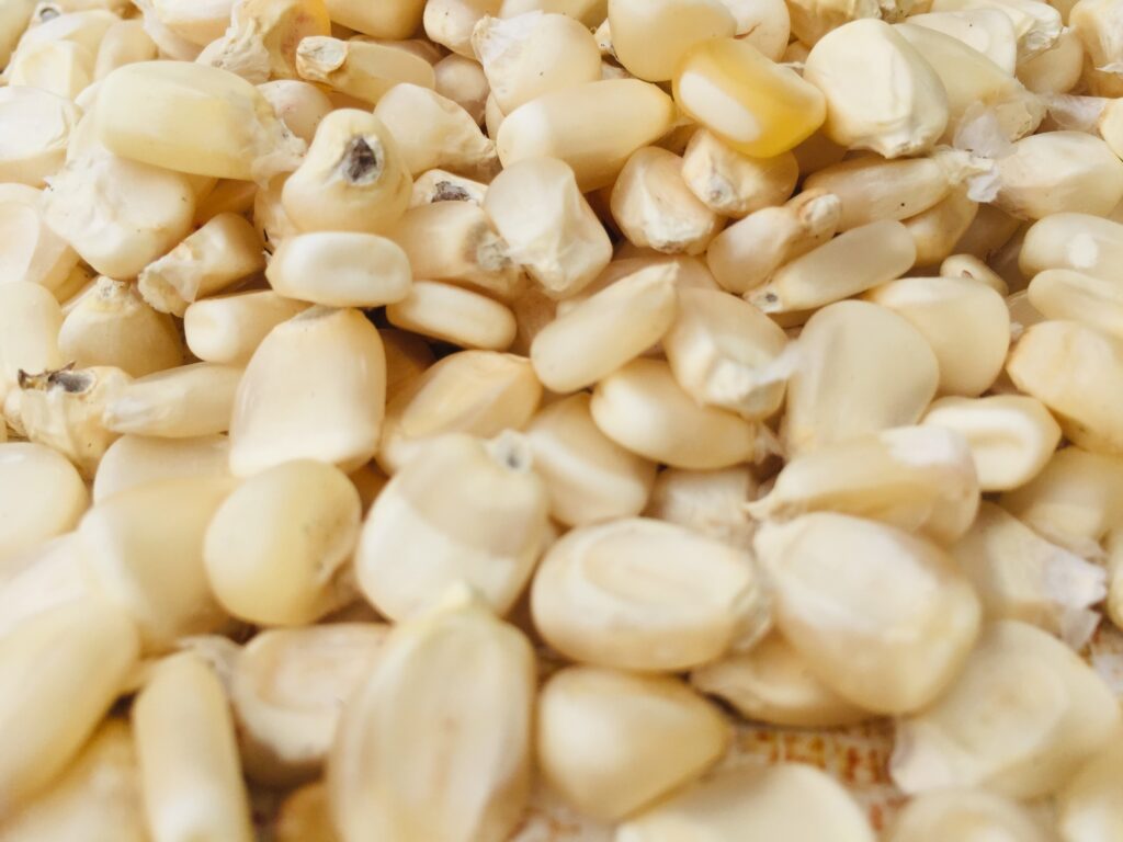 White Corn