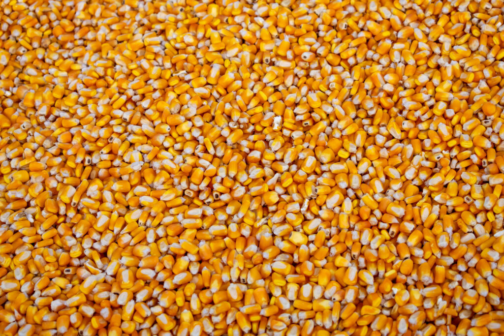 Yellow Corn